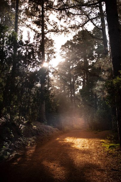 Szcenírozott fény az erdőben, off-road ösvénnyel. Szabadtéri, parkosított táj napnyugtakor. Úti cél és kalandkoncepció - Fotó, kép