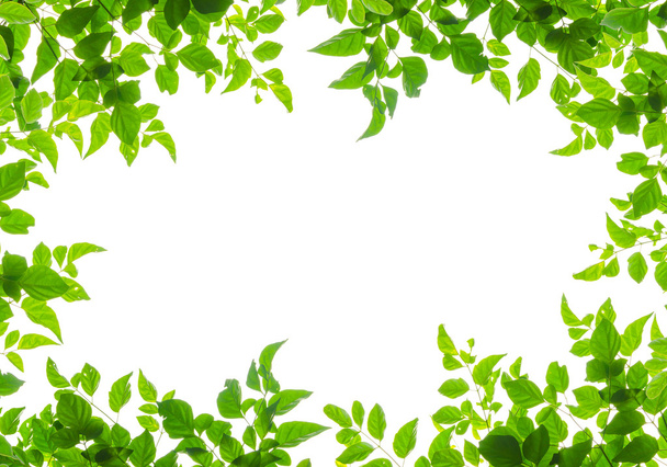 green leaf fream - Photo, Image