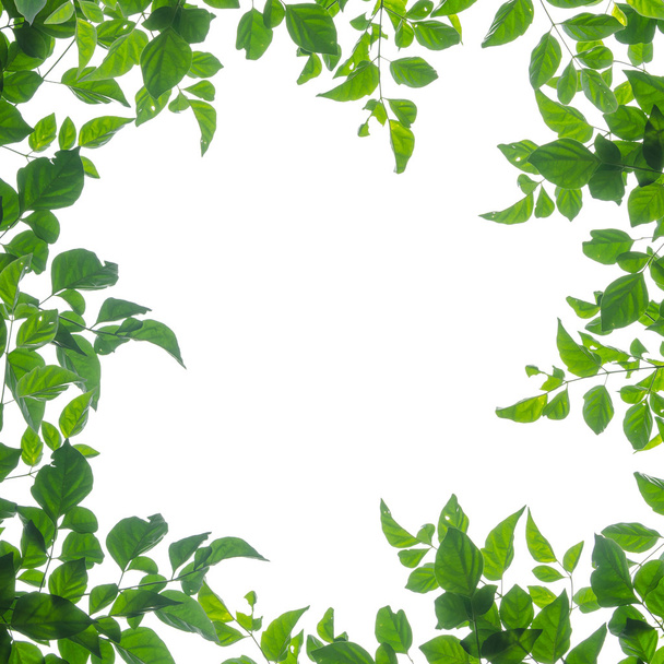 緑の葉フリーム - 写真・画像