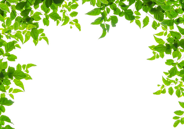 πράσινο φύλλο fream - Φωτογραφία, εικόνα