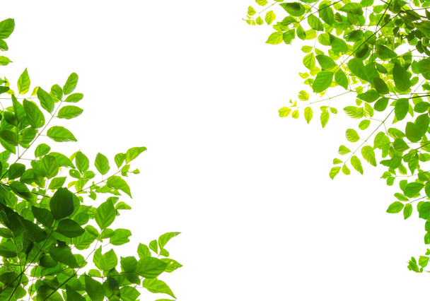 zielony liść Freama - Zdjęcie, obraz