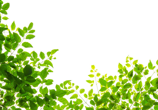 Зелёный листопад
 - Фото, изображение