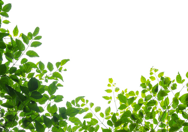 зелений лист fream
 - Фото, зображення