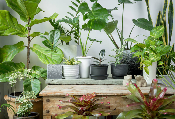 Various house plants  green leaves natural air purify with Monstera,philodendron selloum, Aroid palm,Zamioculcas zamifolia,Ficus Lyrata,snake plant,Bromeliad,,spotted betle on grunge wood table famous plant for room interior - Photo, Image
