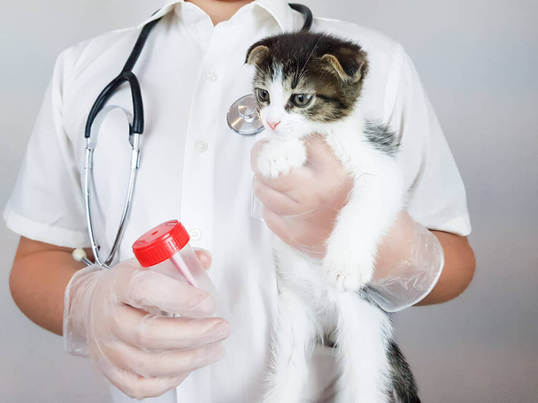 the veterinarian is holding a small kitten and a plastic jar for tests. examination of animals by a doctor. - Foto, Bild