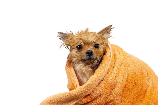 Wet funny Orange Pomeranian Spitz wrapped in a towel. The dog is washed before the haircut and grooming. Isolated on white background. - Foto, Bild