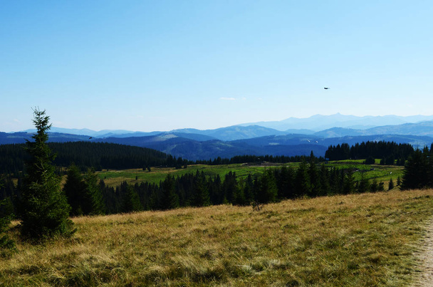 Voler des corbeaux dans le ciel bleu au-dessus de la forêt dans les montagnes - Photo, image