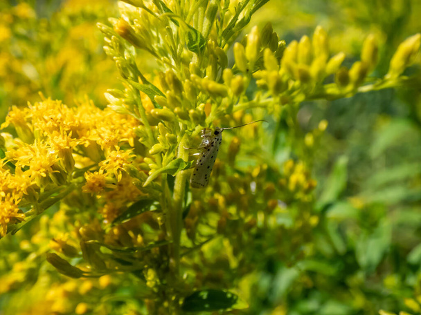 Die Vogelkirsche Hermelin (Yponomeuta evonymella) auf gelben Blume im Sonnenlicht. Die Vorderflügel sind weiß mit Reihen kleiner schwarzer Flecken. Die Motte ruht, die Flügel liegen dicht am Körper - Foto, Bild