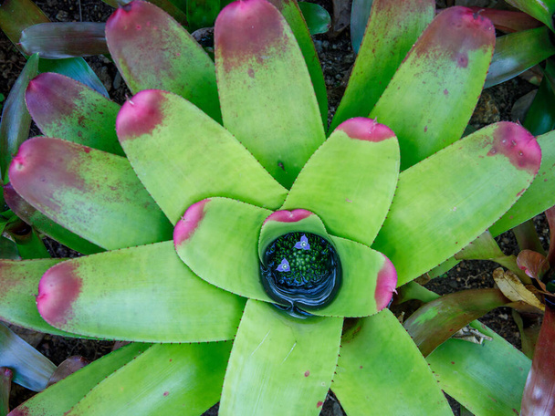 Beautiful bicolor green and red pink leaves and blue flower Neoregelia sarmentosa bromeliad plant in the garden close up. Unpretentious plant. Top view from above - Photo, Image