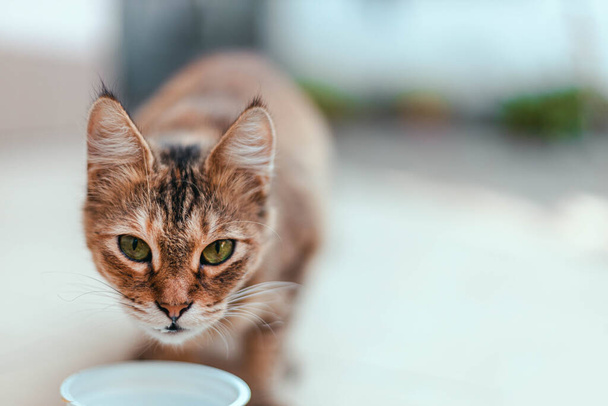 Primer plano de gatito de la calle comiendo comida de gato. Cuidado de animales sin hogar. - Foto, Imagen
