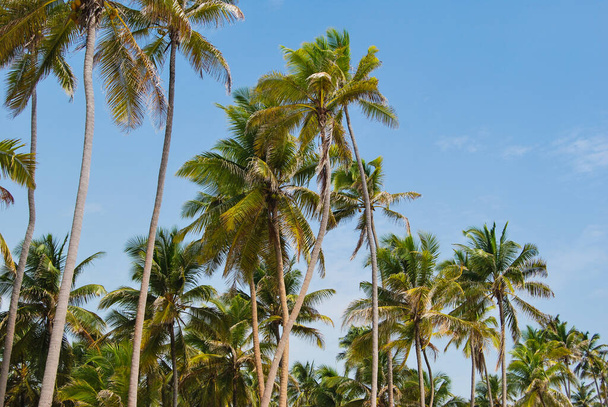 Palm Grove, Zanzibar, Tanzania. Krajobrazy Zanzibaru. Wybrzeże oceanu. - Zdjęcie, obraz
