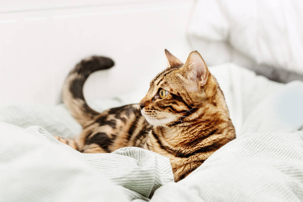 Beautiful short-haired young cat lying on bed at home, bengal pet bites blanket. - Φωτογραφία, εικόνα