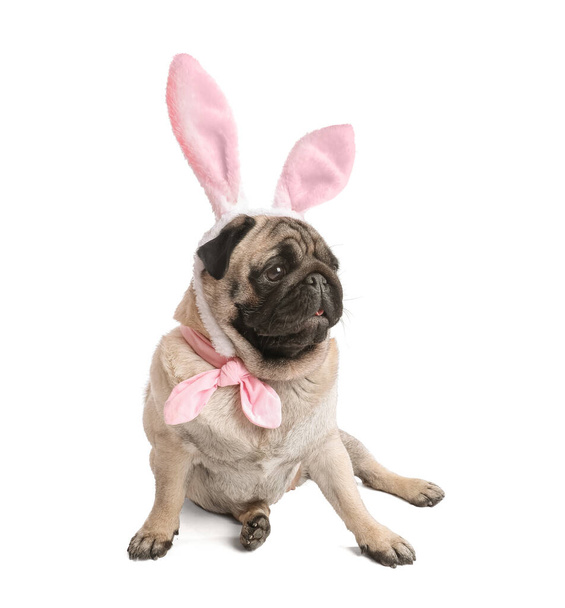 Funny pug dog with bunny ears on white background. Easter celebration - Foto, imagen