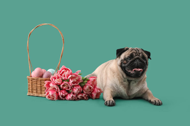 Funny pug dog with Easter eggs in basket and tulip flowers on color background - Photo, Image