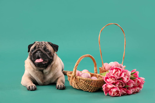 Grappige pug hond met paaseieren en tulp bloemen op kleur achtergrond - Foto, afbeelding
