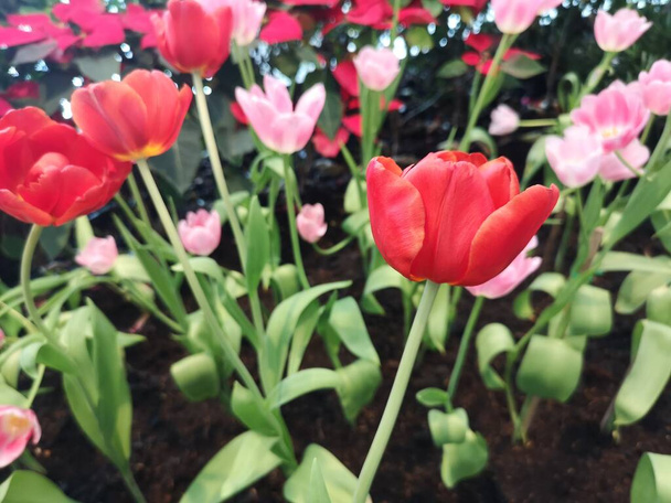 czerwony tulipan kwiat kwitnące piękne w przyrodzie rozmazane tła - Zdjęcie, obraz