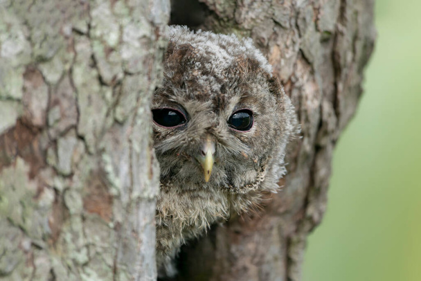 Jóvenes jóvenes El búho tawny o búho pardo (Strix aluco) asoma cautelosamente por el agujero de un árbol en el bosque de Güeldres en los Países Bajos.                                                             - Foto, imagen
