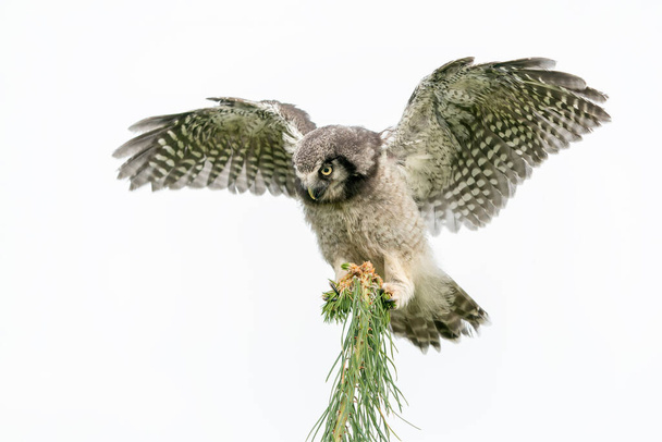Jovens juvenis A coruja-falcão-do-norte ou coruja-falcão-do-norte (Surnia ulula) em um ramo. Fundo bokeh verde e branco.                                                                                                 - Foto, Imagem