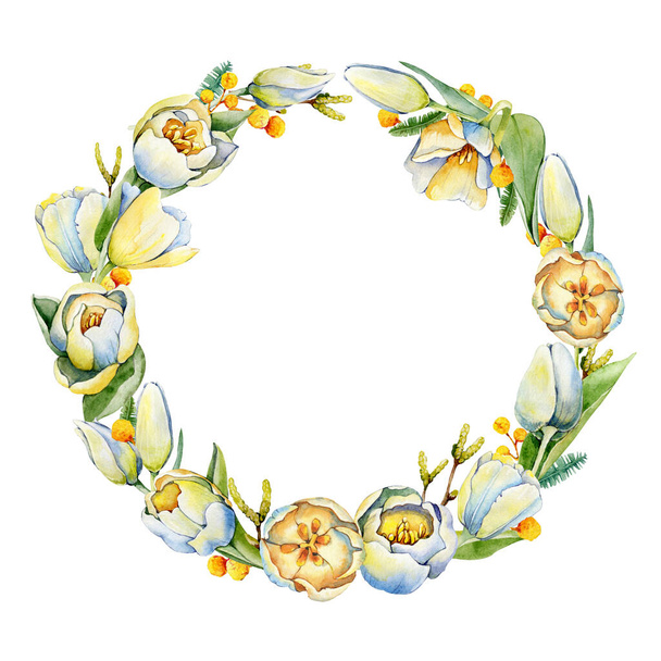 Tulip flowers, round wreath, spring frame with mimosa sprigs. Watercolor illustration isolated on white background. Postcard Mothers Day, International Womens Day, wedding - 写真・画像