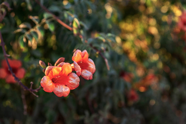 Oranssi värillinen kukkia vihreät lehdet puutarhassa, lähikuva - Valokuva, kuva