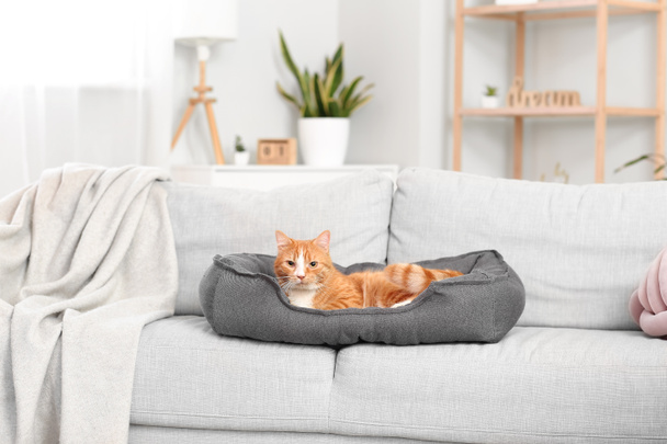 Χαριτωμένο κόκκινο γάτα που βρίσκεται στο κρεβάτι κατοικίδιων ζώων στον καναπέ - Φωτογραφία, εικόνα