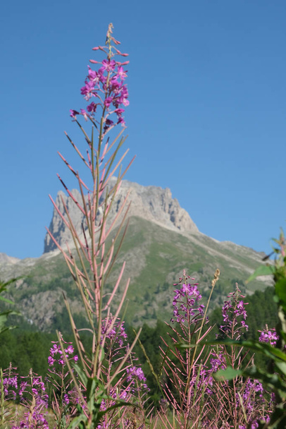 pink wildflowers in the Susa Valley Vallee Etroite. High quality photo - Foto, Imagem