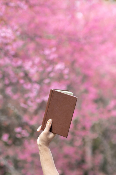 Młody człowiek trzyma otwartą Biblię nad głową na rozmazanym tle różowych kwiatów wiśni, które wyglądają pięknie w zimowy poranek po przeczytaniu Biblii, aby zrozumieć i nauczyć się nauk Boga. - Zdjęcie, obraz