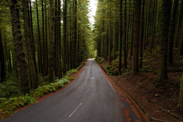 Wet empty road in forest - Fotoğraf, Görsel