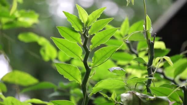 Euphorbia tirucalli (zwany również aveloz, indyjskie drzewo spurge, naga pani, drzewo ołówkowe, kaktus ołówek, krzak mleka) na łonie natury. wytwarza trujący lateks, który może powodować chwilową ślepotę - Materiał filmowy, wideo