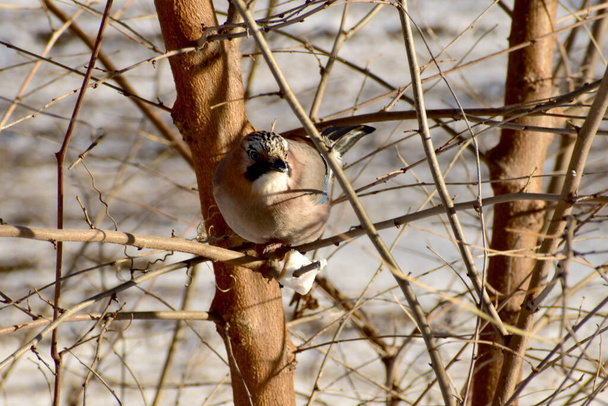 一般的なジェイ鳥は木の枝に座って地面を見て. - 写真・画像