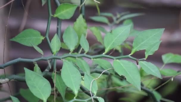 Euphorbia tirucalli (también llamada aveloz, arpía india, dama desnuda, árbol lápiz, cactus lápiz, arbusto de leche) en la naturaleza. produce un látex venenoso que puede causar ceguera temporal - Imágenes, Vídeo