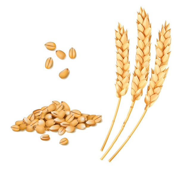 Wheat, rye or oat and barley realistic spike and grains. Cereal ears. Isolated vector bread and bakery yellow wheat stalks of grain for food and agriculture, organic farm crop harvest - Vector, Image