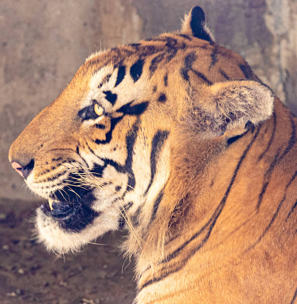 Тигр сидит и отдыхает - Фото, изображение
