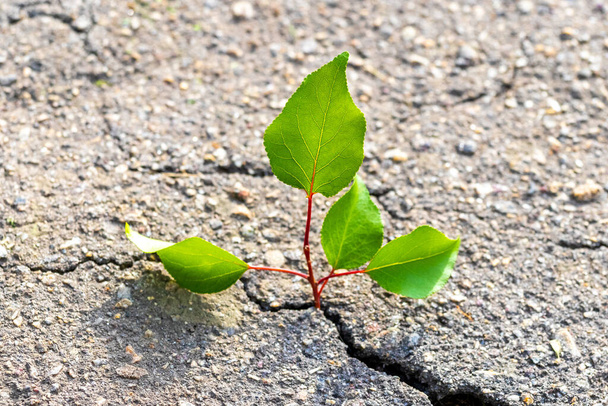 Un giovane albero spara con foglie verdi germoglia attraverso una fessura nell'asfalto - Foto, immagini