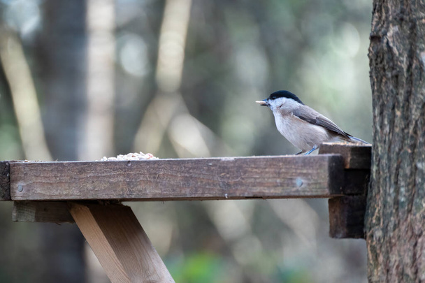 Blackcap (Sylvia atricapilla) foraging for food on a wooden seed tray - Photo, Image