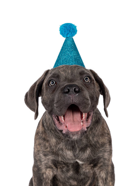Head shot of cute brindle Cane Corso dog puppy, sitting up facing front. Looking towards camera with light eyes. Wearing blue glitter party hat. Isolated on a white background. - Photo, image