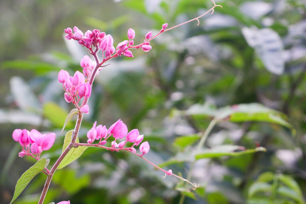 Vadvirág rózsaszín kis vad háttér - Fotó, kép