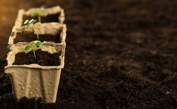 A small green sprout in a peat pot against the background of the earth, planting plants in the spring in open ground. Eco care concept, germinating seeds in peat pots. - Fotoğraf, Görsel