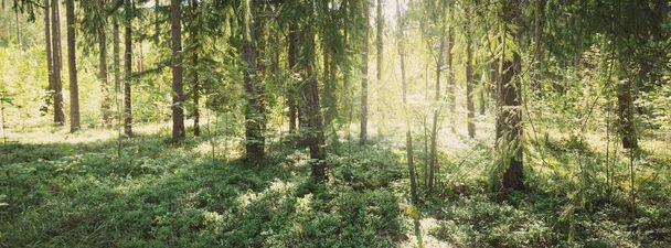 Evergreen coniferous forest on a clear autumn day. Mighty trees. Sun rays, soft sunlight. Finland. Nature, ecology, environment. Panoramic landscape - Photo, Image