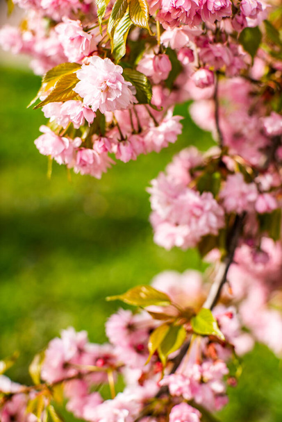 Sakura çiçek açar. Sıcak bir bahar gününde güneşte sakura çiçekleri. güzel doğa arkaplanı.  - Fotoğraf, Görsel