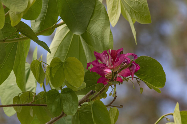 Pink Bauhinia flower blooming, Closeup Purple Orchid flower Tree or Purple Bauhinia, magenta flower with green foliage leaves - Photo, Image