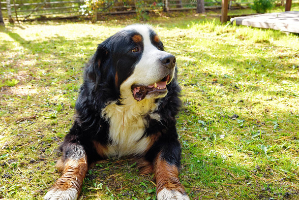 Bernese Mountain σκυλί που βρίσκεται στο γρασίδι σε μια ηλιόλουστη μέρα. - Φωτογραφία, εικόνα