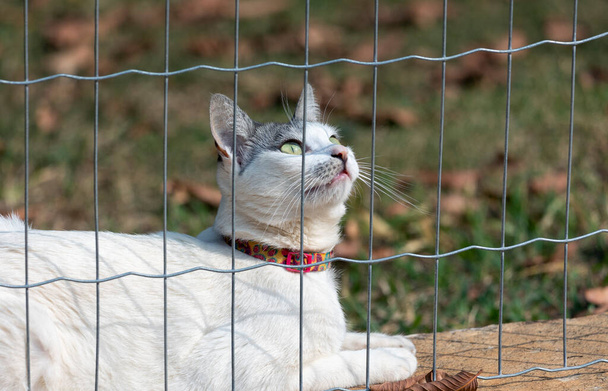Een witte poes met grijs oor die naar boven kijkt bij het hek. Dierlijke wereld. huisdier minnaar. Dieren verdedigen. Kattenliefhebber. - Foto, afbeelding