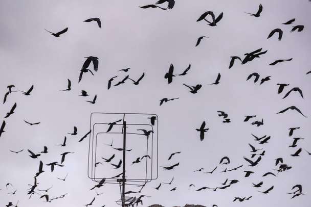 Obrovské hejno vrán létá na zimní obloze - Fotografie, Obrázek