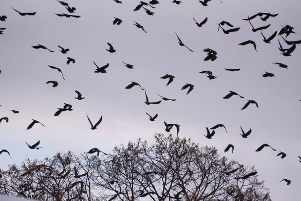 Obrovské hejno vrán létá na zimní obloze - Fotografie, Obrázek