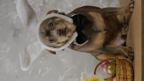 Cute chihuahua na Wielkanoc śmieszne uszy królika. Pisanki w koszyku kolorowych jaj. Wielkanocny pies. Pionowe wideo. 4K - Materiał filmowy, wideo