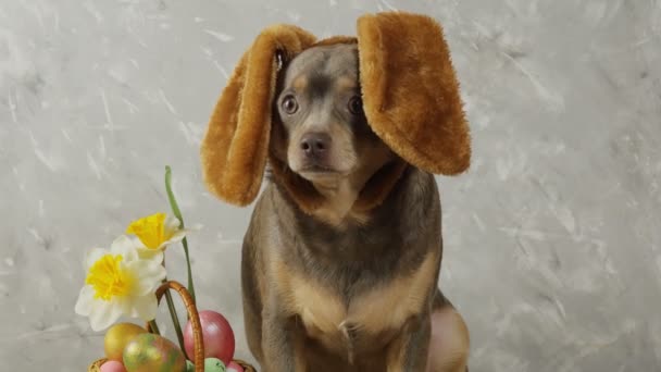 Chihuahua bonito para orelhas de coelho engraçado Páscoa. Ovos de Páscoa em uma cesta de ovos coloridos. Cão da Páscoa - Filmagem, Vídeo