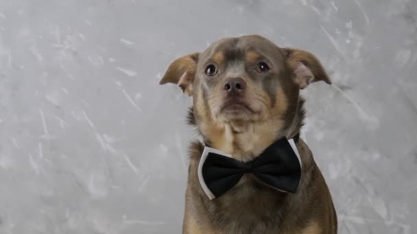 Χαριτωμένο τσιουάουα με παπιγιόν. γραβάτα σκύλου - Πλάνα, βίντεο
