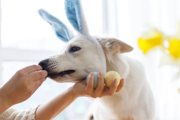 Симпатичная собака в кроличьих ушах смотрит на стильные пасхальные яйца в женской руке. Счастливой Пасхи. Отдых с домашними животными. Очаровательная белая пастушья собака в кроличьих ушах, нюхающая натуральные окрашенные пасхальные яйца - Фото, изображение