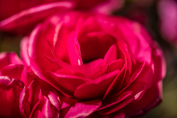 Foto de cerca de una rosa rosada profunda.. - Foto, imagen